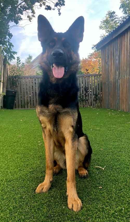 German shepherd